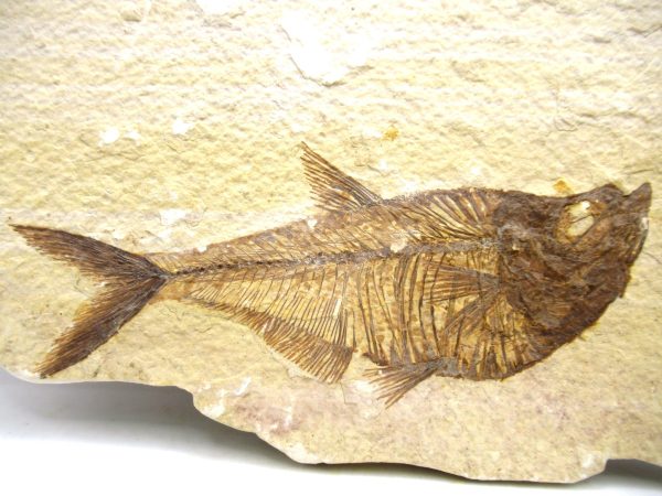 Genuine Eocene Age Diplomystus Fish Fossils for Sale from Wyoming #14a
