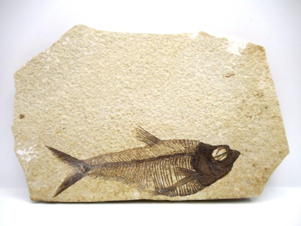 Genuine Eocene Age Diplomystus Fish Fossils for Sale from Wyoming #15