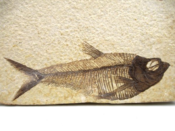 Genuine Eocene Age Diplomystus Fish Fossils for Sale from Wyoming #15a