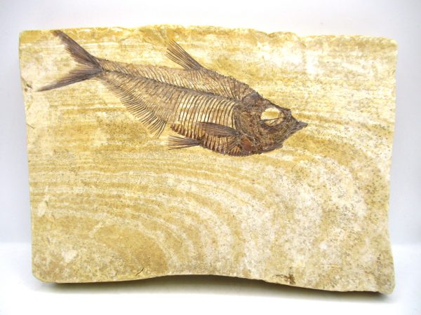 Genuine Eocene Age Diplomystus Fish Fossils for Sale from Wyoming #16