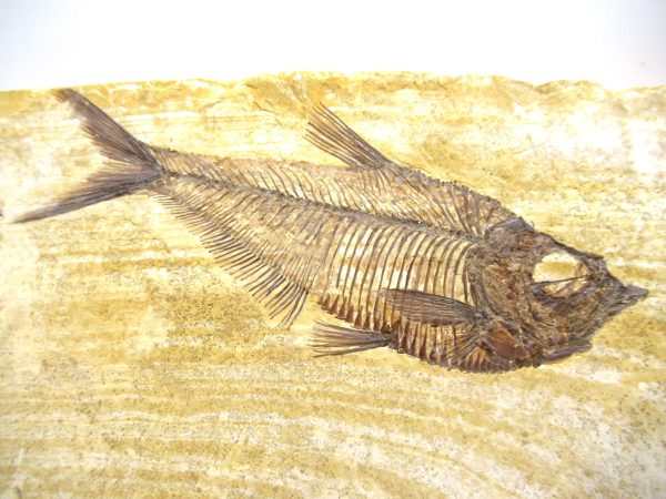 Genuine Eocene Age Diplomystus Fish Fossils for Sale from Wyoming #16a