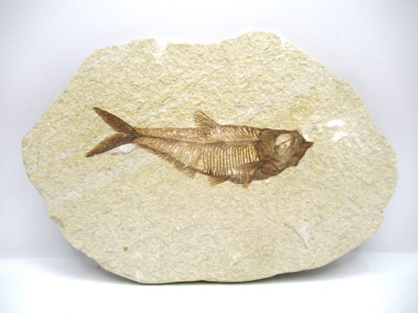 Genuine Eocene Age Diplomystus Fish Fossils for Sale from Wyoming #17