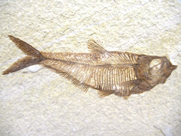 Genuine Eocene Age Diplomystus Fish Fossils for Sale from Wyoming #17a