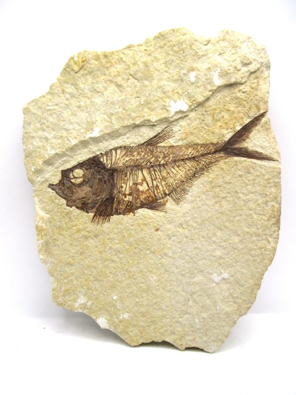 Genuine Eocene Age Diplomystus Fish Fossils for Sale from Wyoming #18