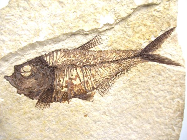 Genuine Eocene Age Diplomystus Fish Fossils for Sale from Wyoming #18a