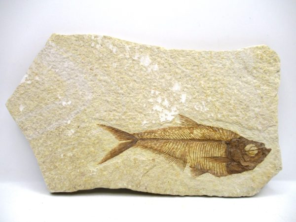 Genuine Eocene Age Diplomystus Fish Fossils for Sale from Wyoming #19