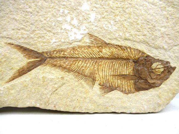 Genuine Eocene Age Diplomystus Fish Fossils for Sale from Wyoming #19a