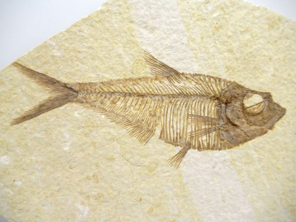 Genuine Eocene Age Diplomystus Fish Fossils for Sale from Wyoming #1a