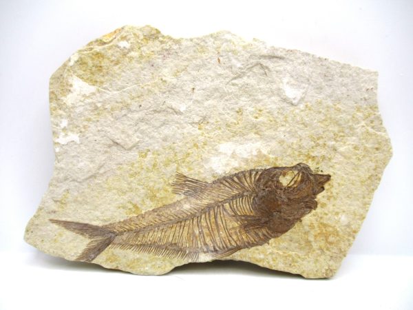 Genuine Eocene Age Diplomystus Fish Fossils for Sale from Wyoming #2