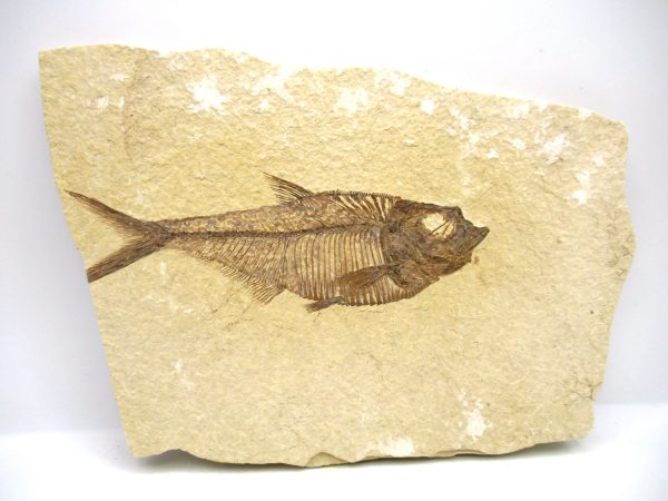 Genuine Eocene Age Diplomystus Fish Fossils for Sale from Wyoming #21