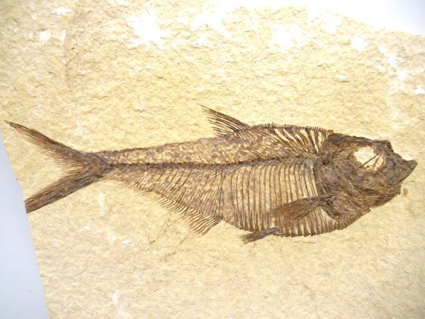 Genuine Eocene Age Diplomystus Fish Fossils for Sale from Wyoming #21a