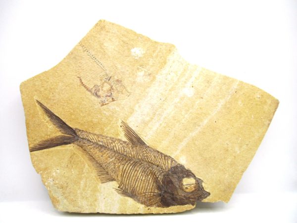 Genuine Eocene Age Diplomystus Fish Fossils for Sale from Wyoming #22