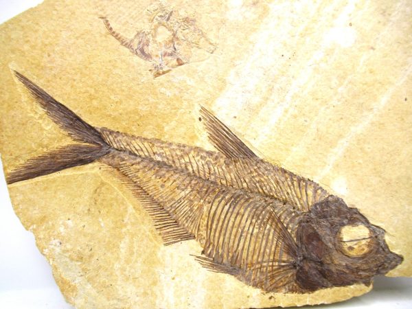 Genuine Eocene Age Diplomystus Fish Fossils for Sale from Wyoming #22a