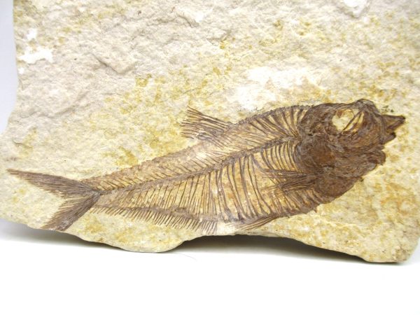 Genuine Eocene Age Diplomystus Fish Fossils for Sale from Wyoming #2a