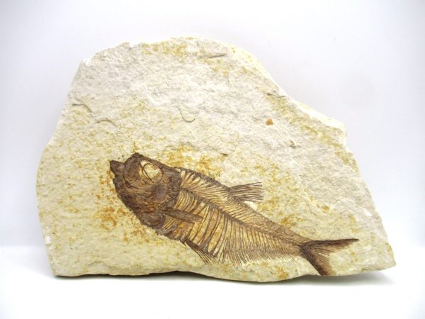Genuine Eocene Age Diplomystus Fish Fossils for Sale from Wyoming #3