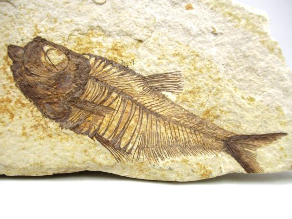 Genuine Eocene Age Diplomystus Fish Fossils for Sale from Wyoming #3a