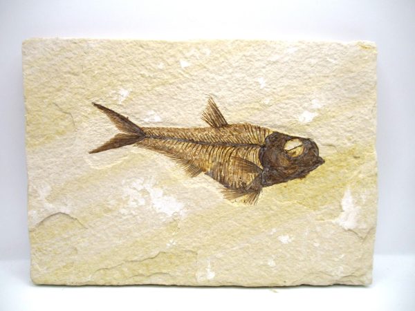 Genuine Eocene Age Diplomystus Fish Fossils for Sale from Wyoming #5