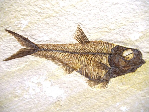 Genuine Eocene Age Diplomystus Fish Fossils for Sale from Wyoming #5a