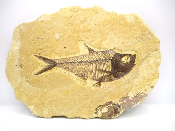 Genuine Eocene Age Diplomystus Fish Fossils for Sale from Wyoming #7