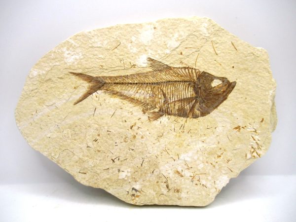 Genuine Eocene Age Diplomystus Fish Fossils for Sale from Wyoming #8