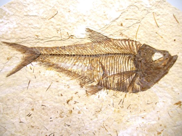 Genuine Eocene Age Diplomystus Fish Fossils for Sale from Wyoming #8a