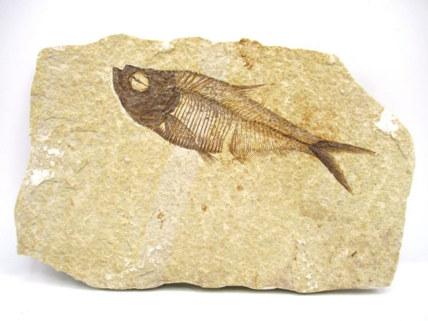 Genuine Eocene Age Diplomystus Fish Fossils for Sale from Wyoming #9