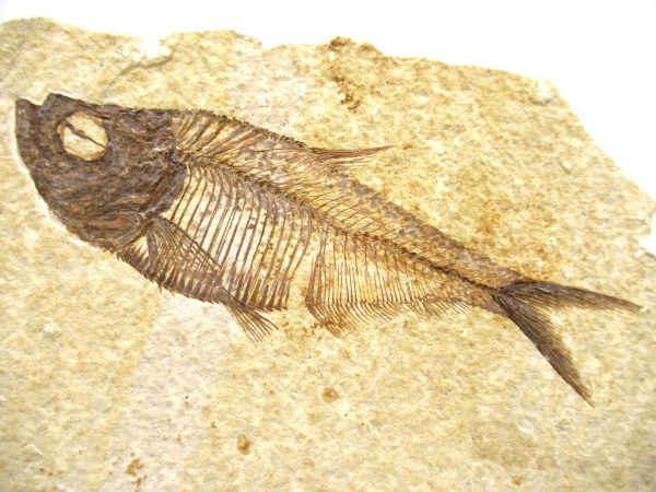 Genuine Eocene Age Diplomystus Fish Fossils for Sale from Wyoming #9a