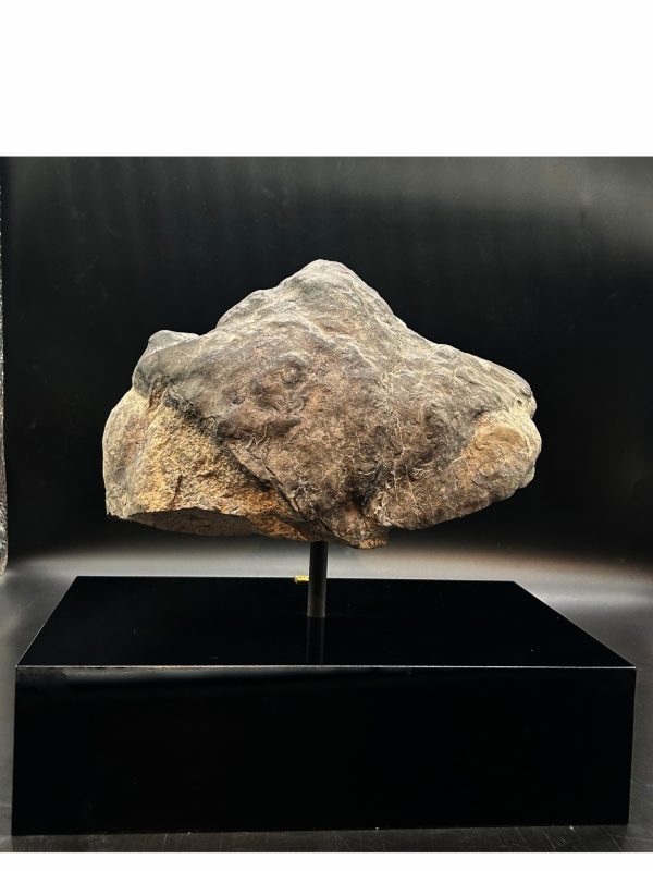General Cretaceous Age Ornithopod Dinosaur Track Fossil From Utah For Sale #1 fossil foot 3