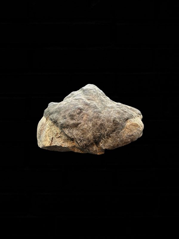 General Cretaceous Age Ornithopod Dinosaur Track Fossil From Utah For Sale #1 fossil foot 1