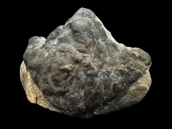 General Cretaceous Age Ornithopod Dinosaur Track Fossil From Utah For Sale #1 fossil foot print 7