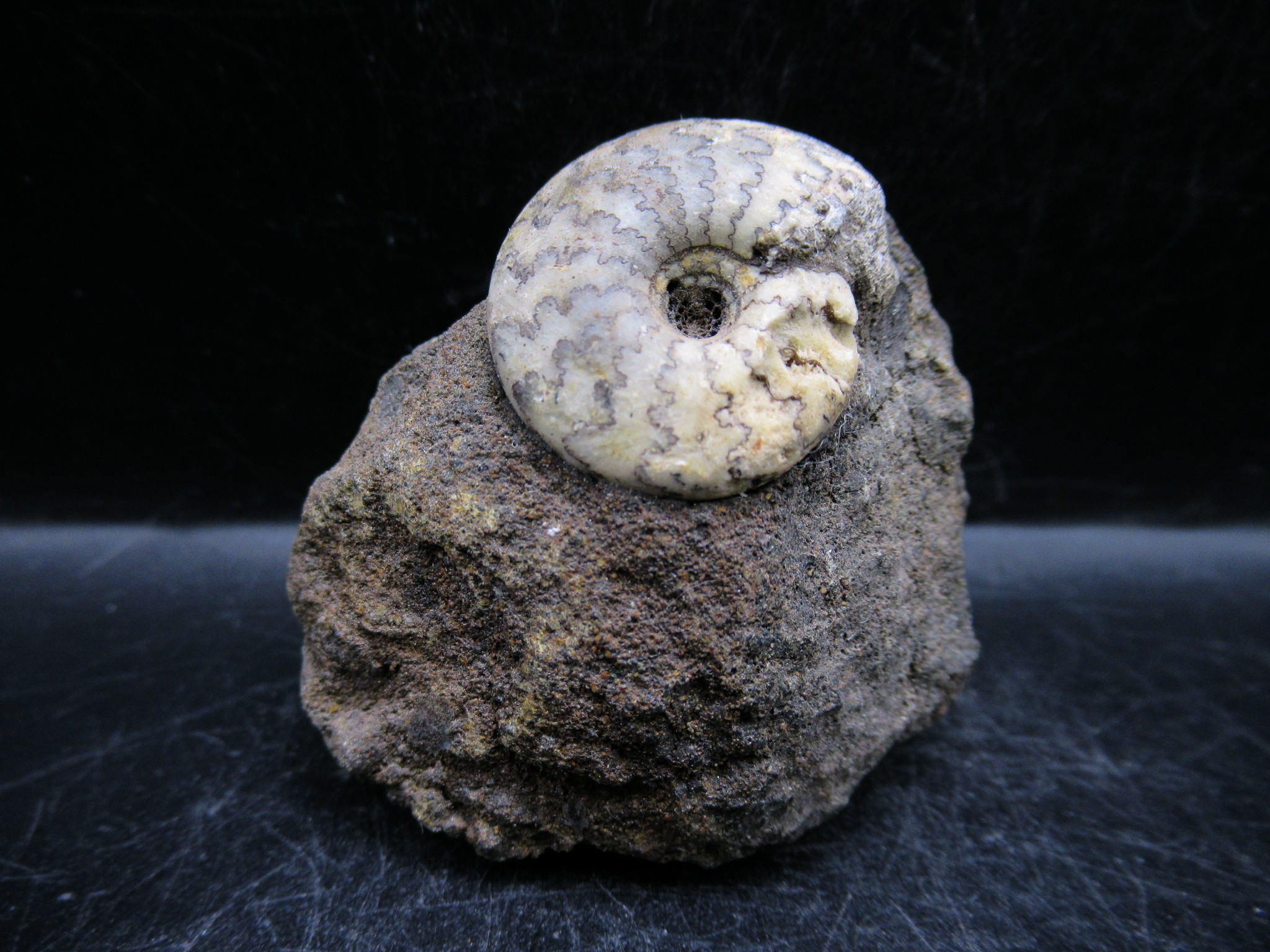 russian jurassic craspedites ammonite 15 | Fossils for Sale
