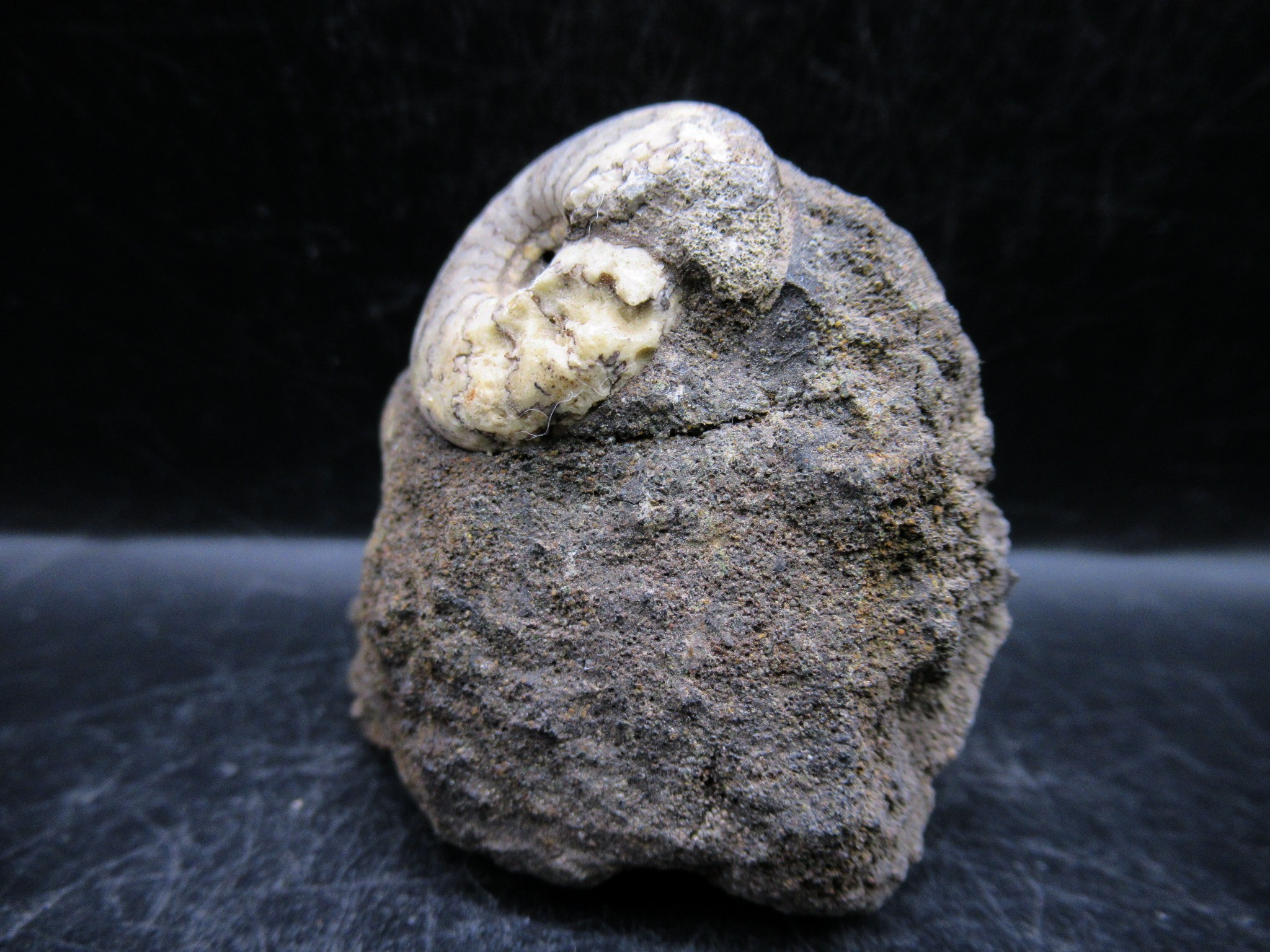 russian jurassic craspedites ammonite 15a | Fossils for Sale