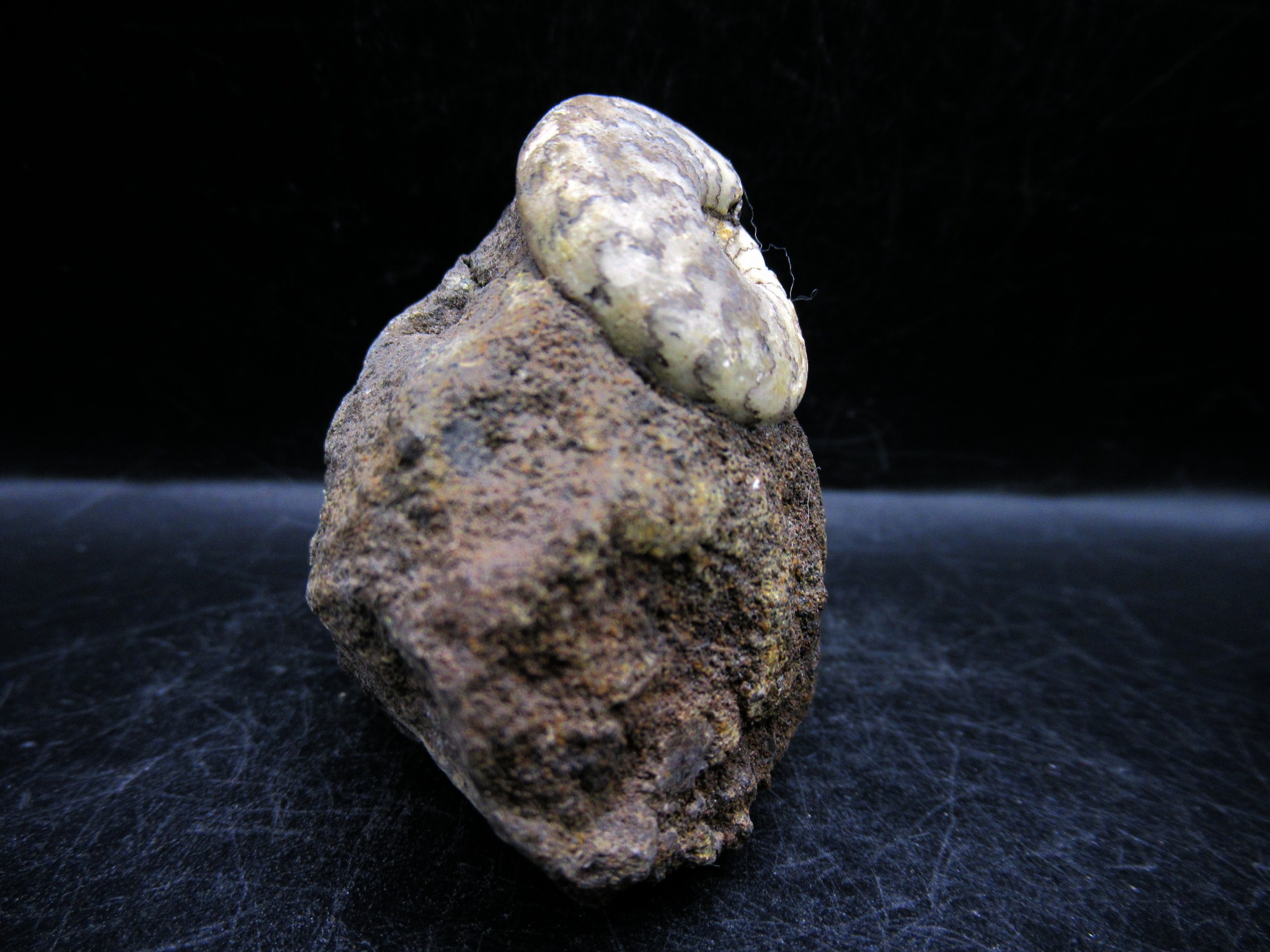 russian jurassic craspedites ammonite 15b | Fossils for Sale