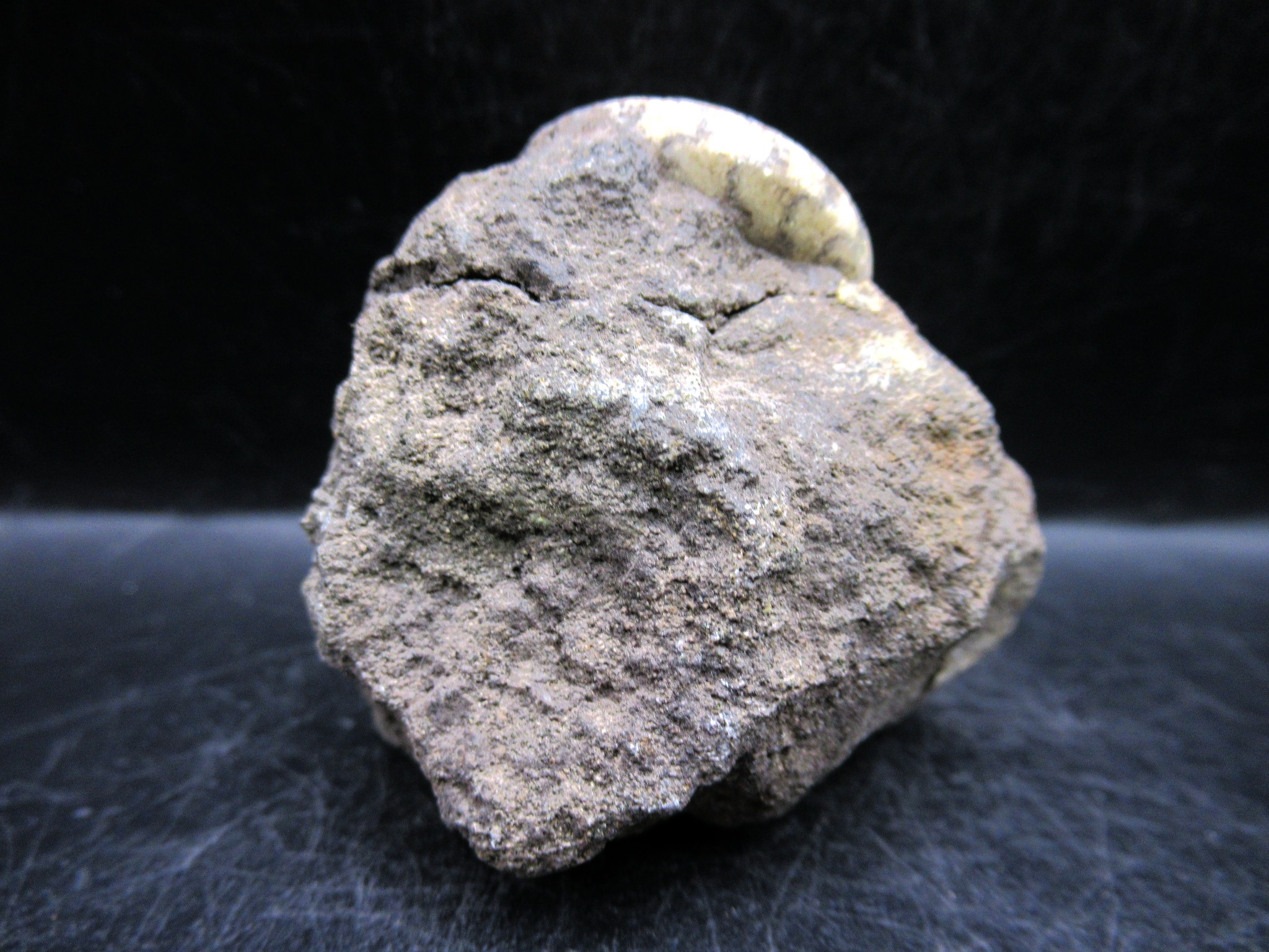 russian jurassic craspedites ammonite 15c | Fossils for Sale