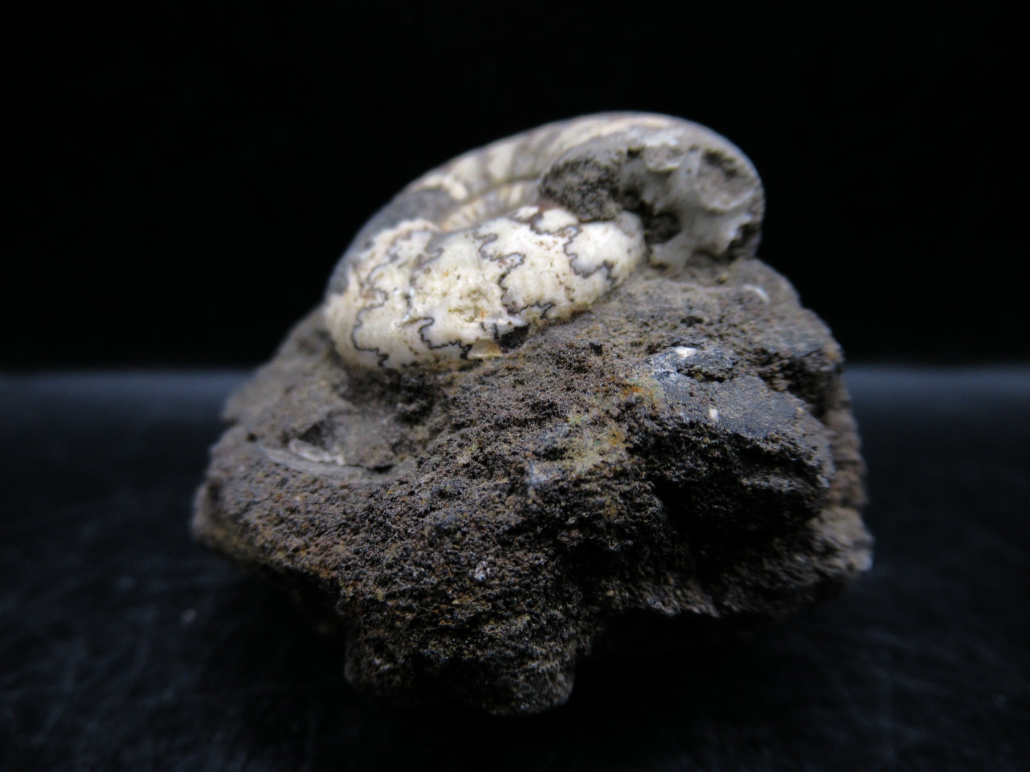 russian jurassic craspedites ammonite 16a | Fossils for Sale