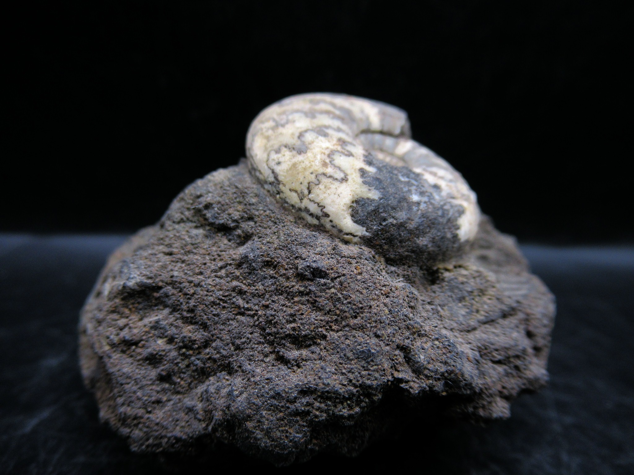 russian jurassic craspedites ammonite 16b | Fossils for Sale
