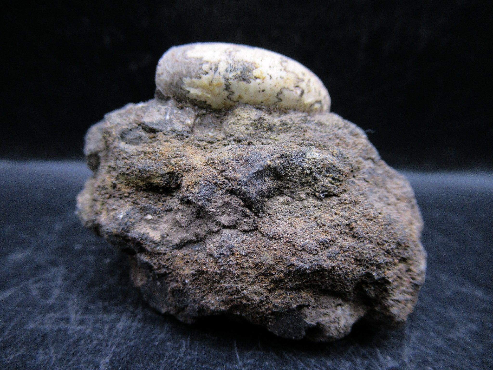 russian jurassic craspedites ammonite 16c | Fossils for Sale