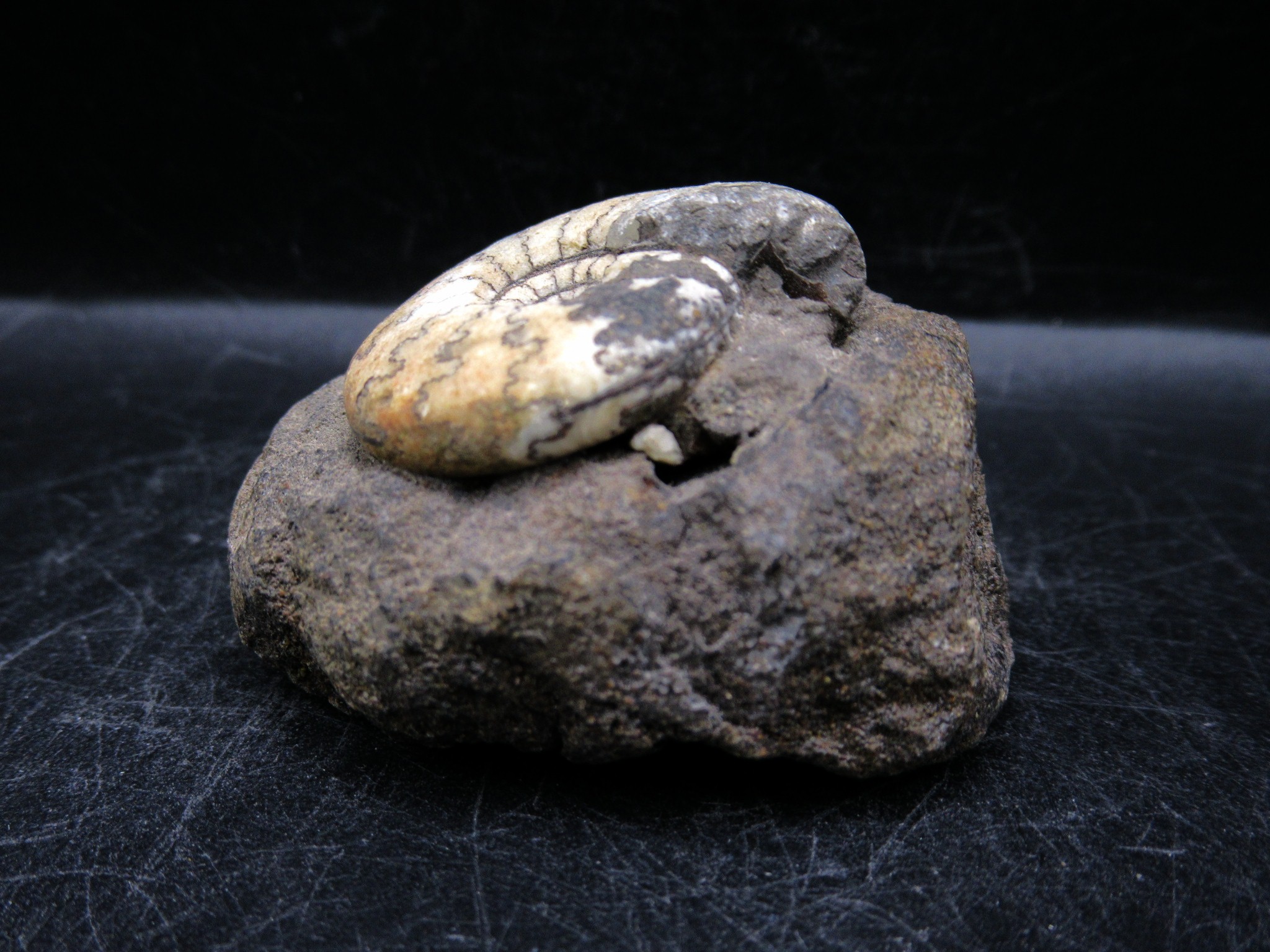 russian jurassic craspedites ammonite 18a | Fossils for Sale