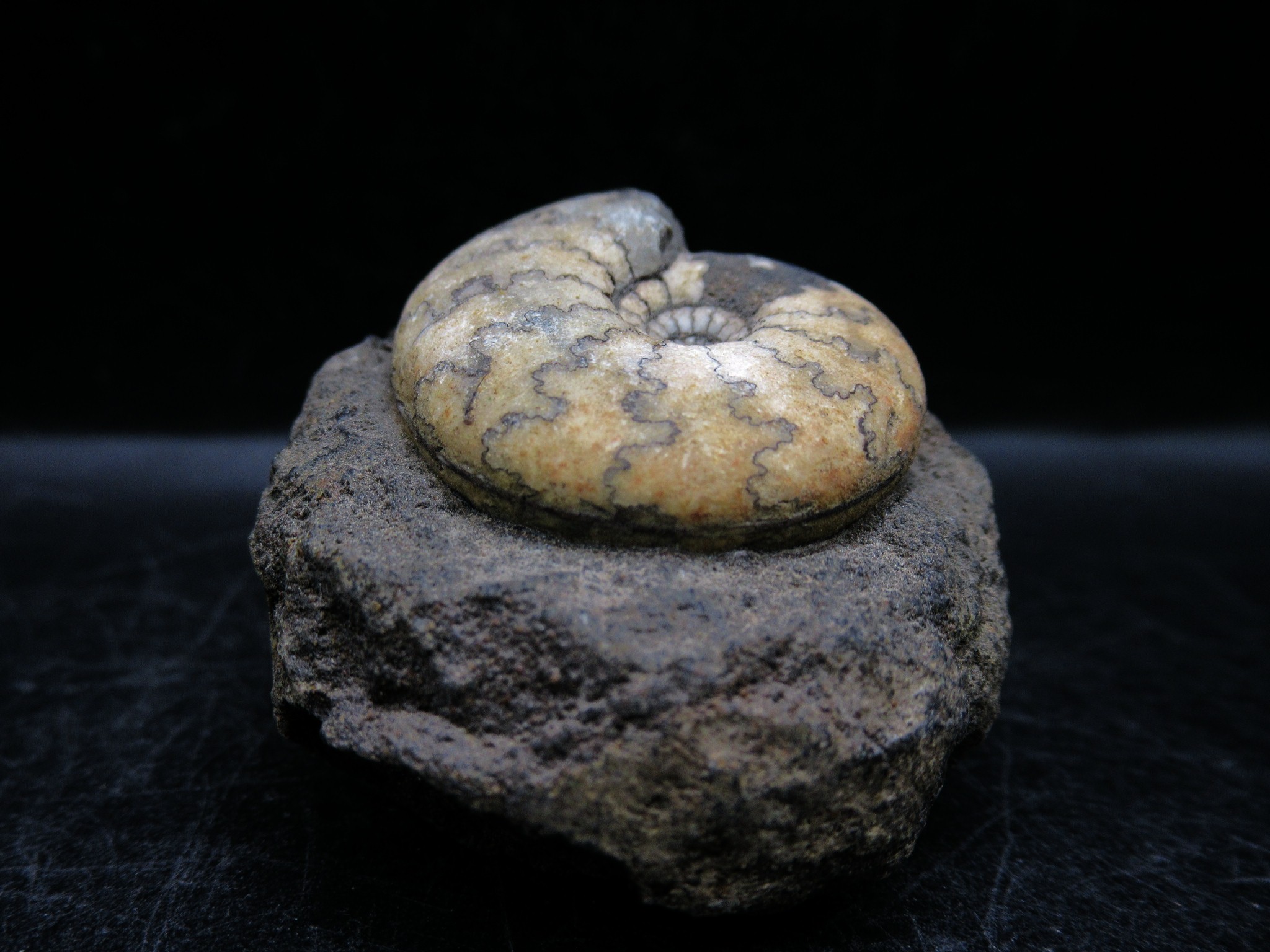 russian jurassic craspedites ammonite 18b | Fossils for Sale