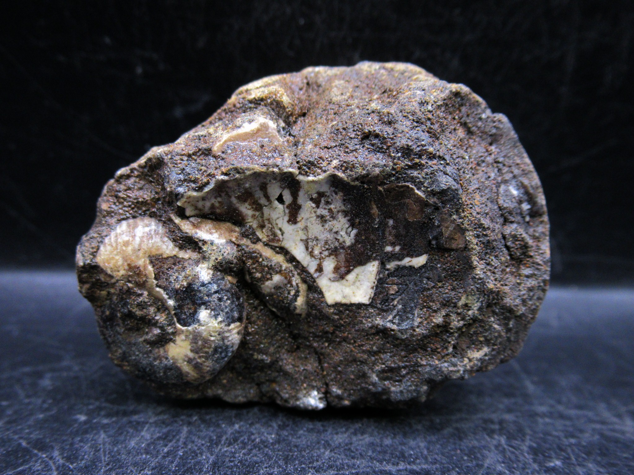 russian jurassic craspedites ammonite 18c | Fossils for Sale