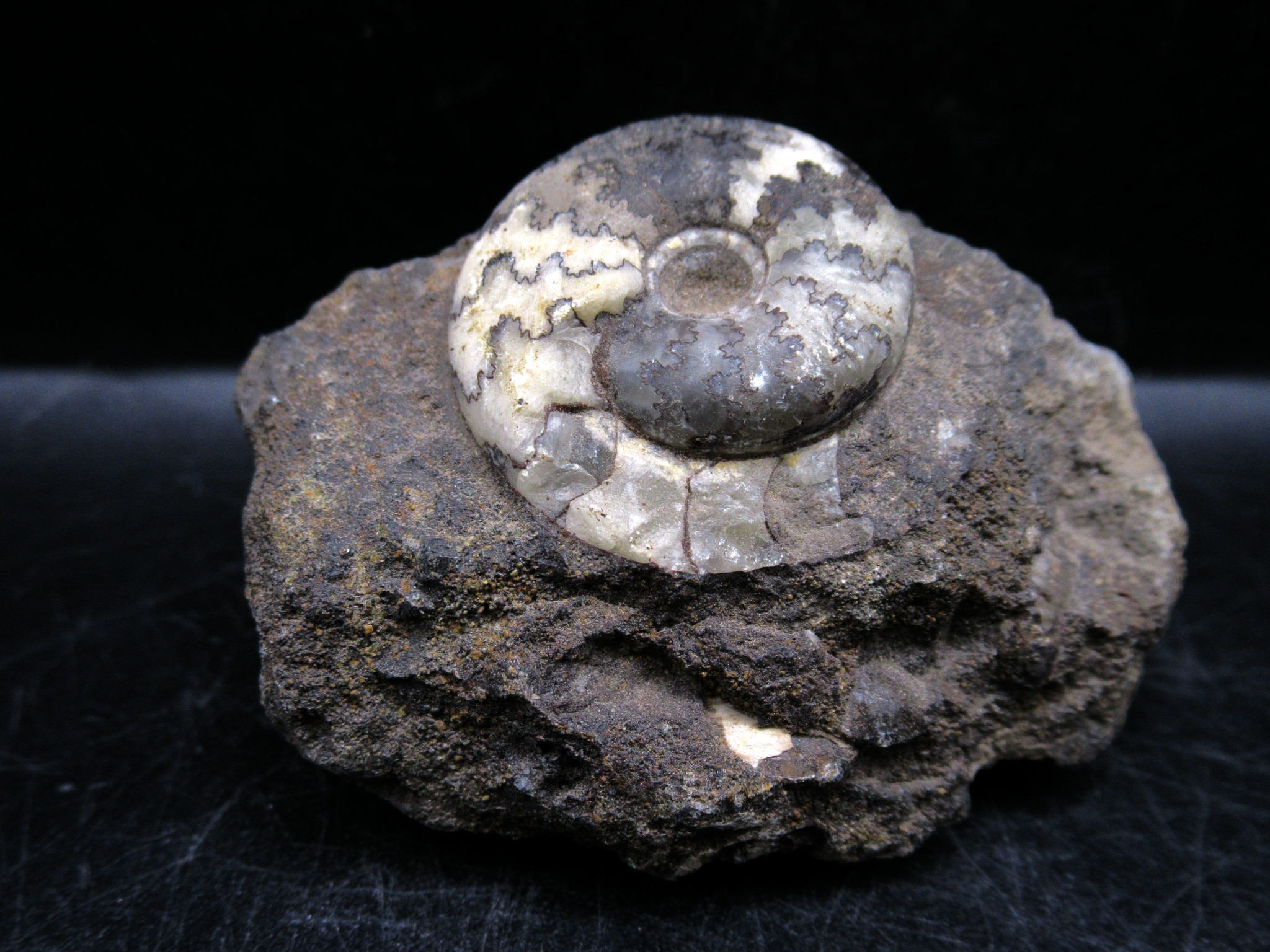 russian jurassic craspedites ammonite 19 | Fossils for Sale