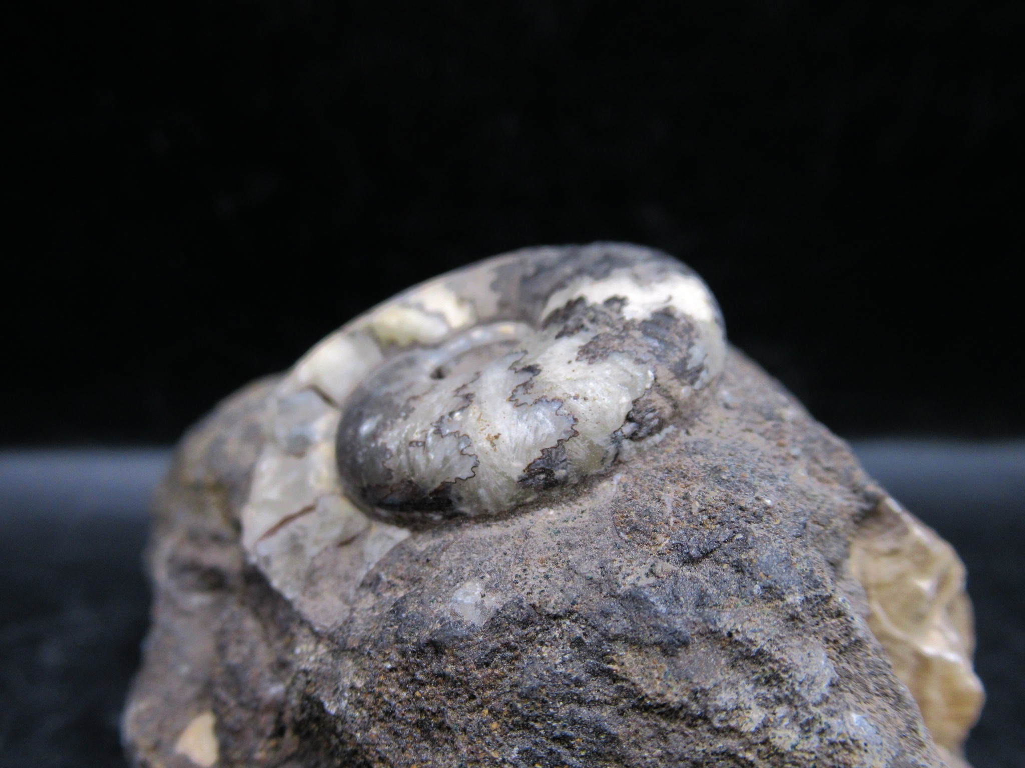 russian jurassic craspedites ammonite 19a | Fossils for Sale