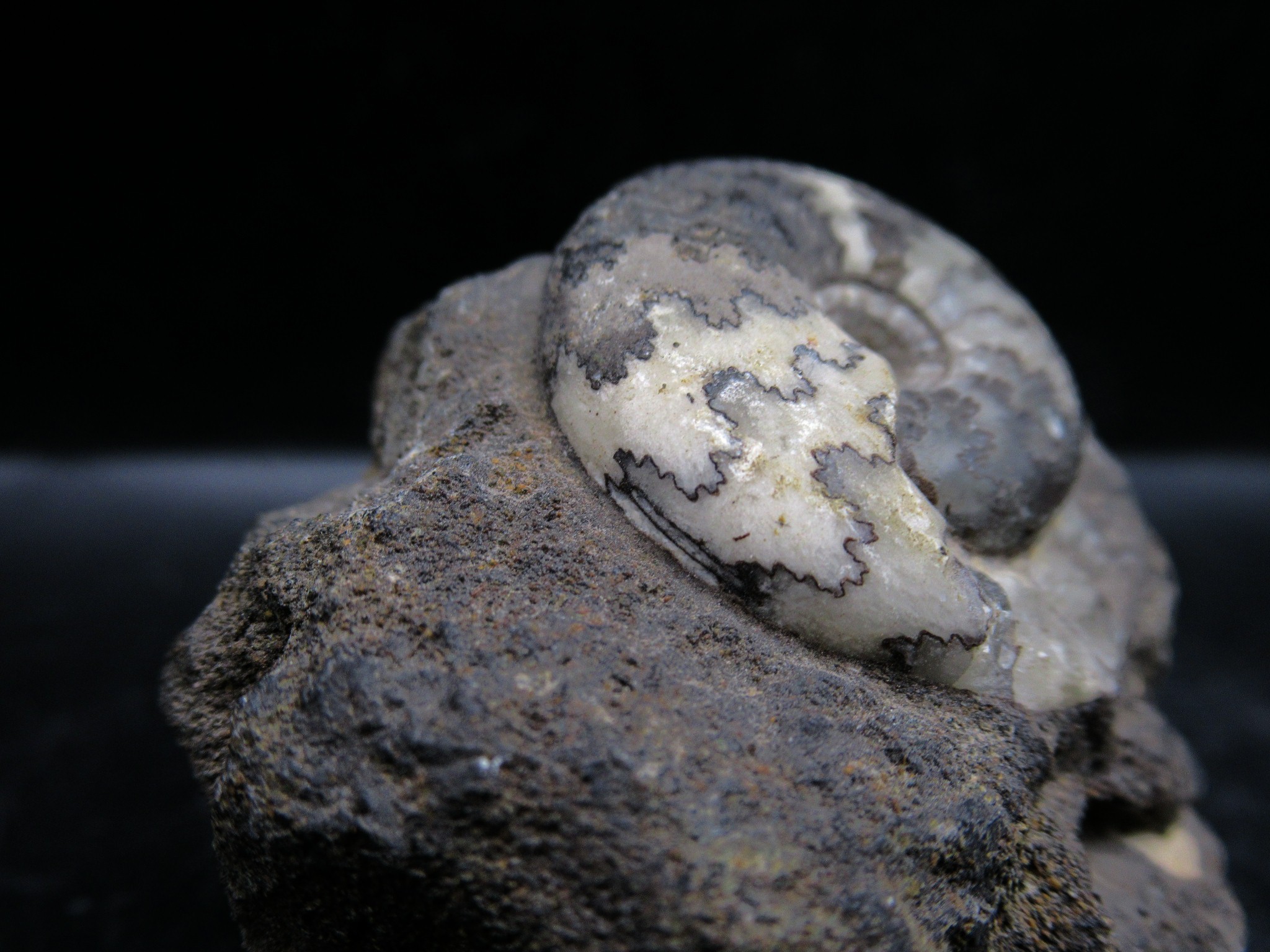 russian jurassic craspedites ammonite 19b | Fossils for Sale