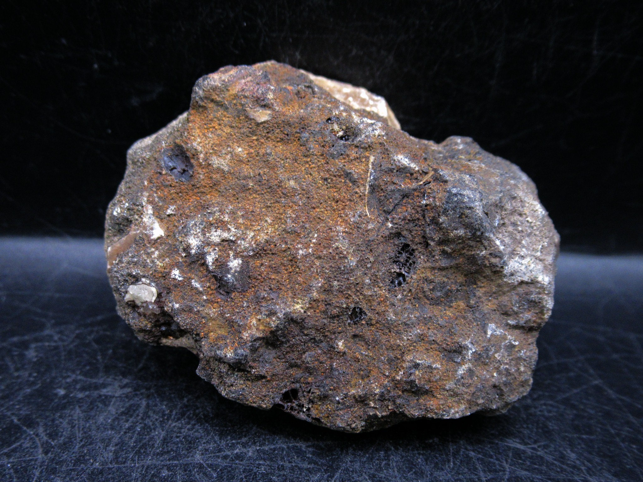 russian jurassic craspedites ammonite 19c | Fossils for Sale