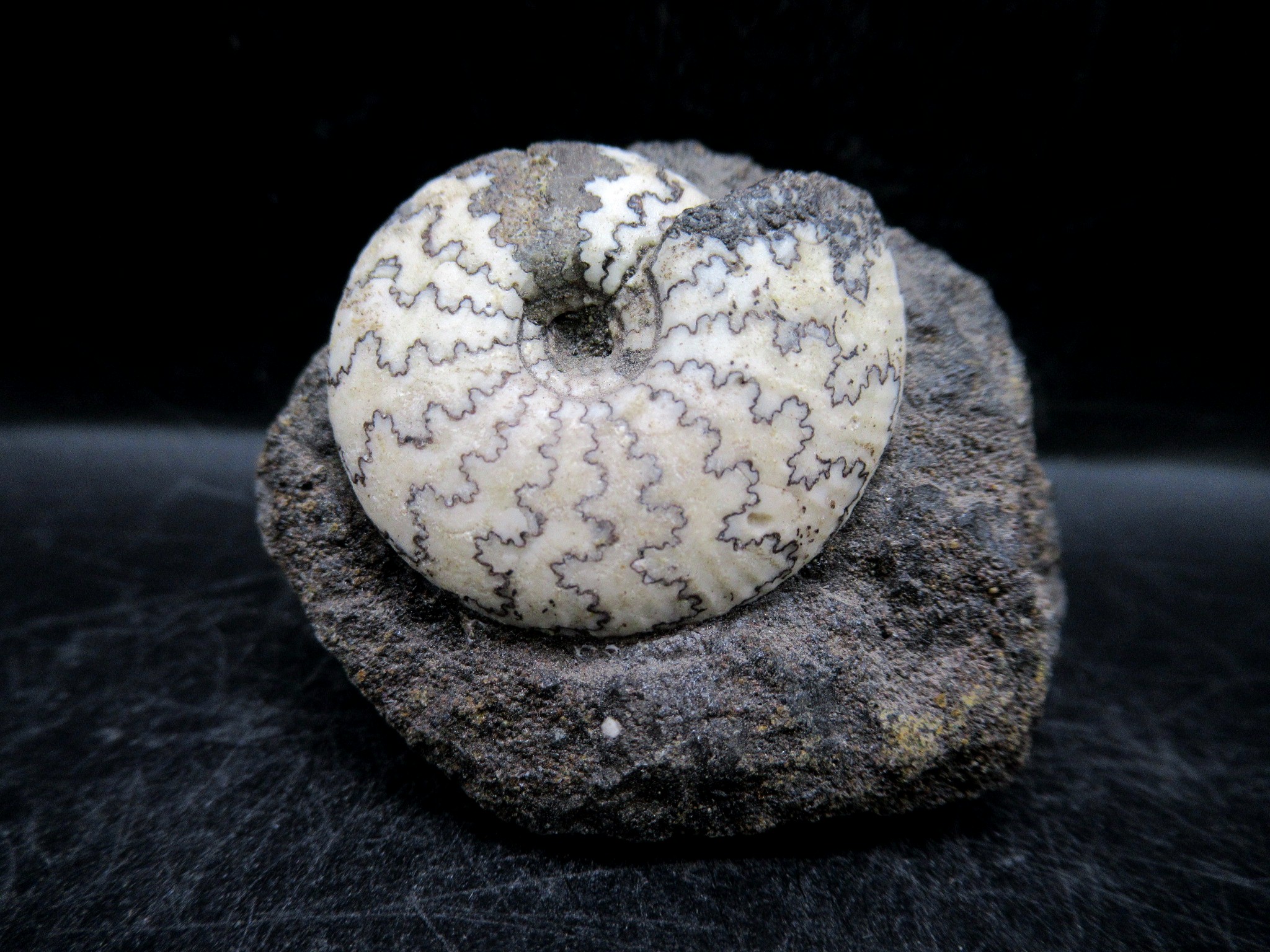 russian jurassic craspedites ammonite 22 | Fossils for Sale