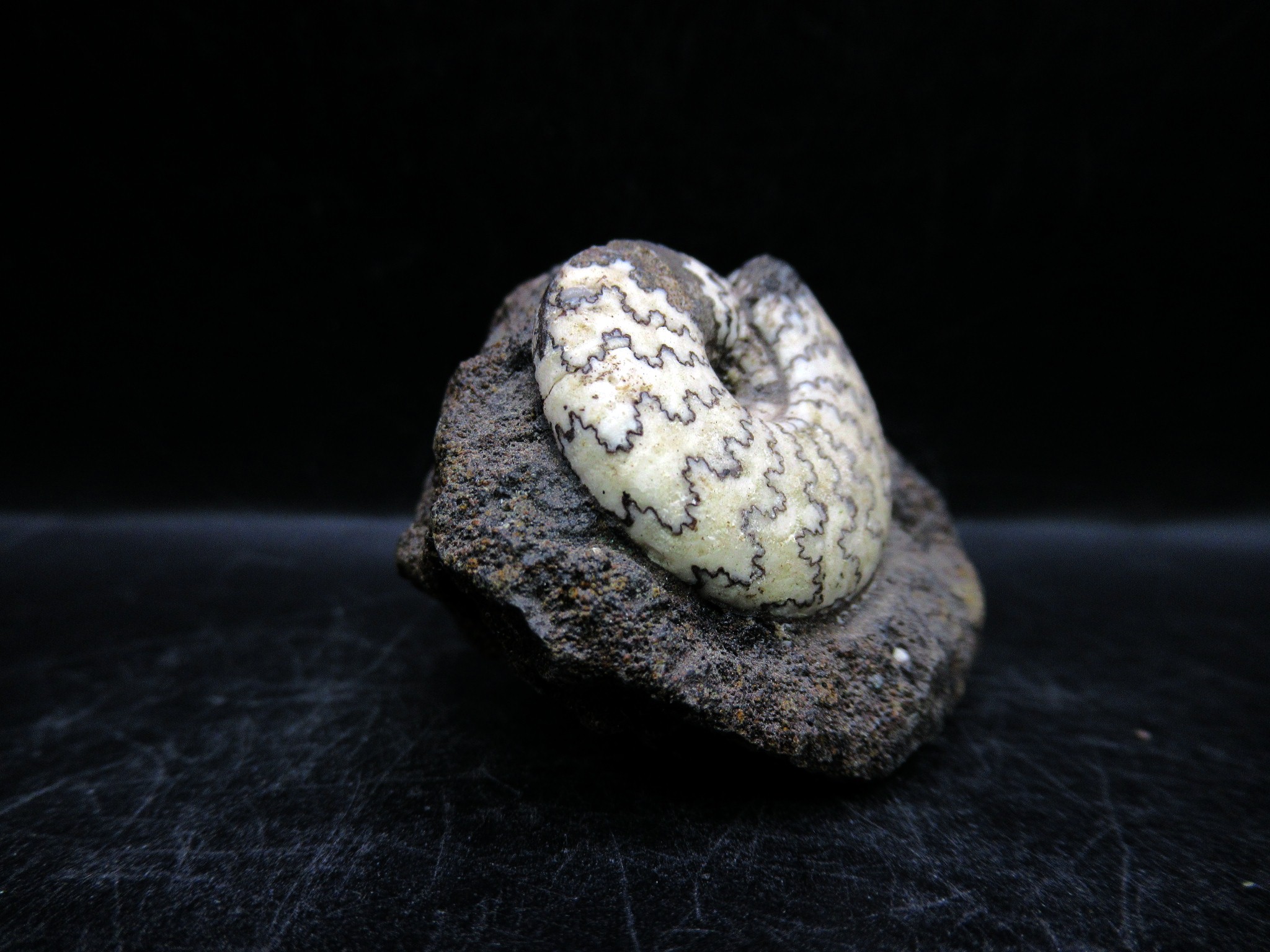 russian jurassic craspedites ammonite 22a | Fossils for Sale