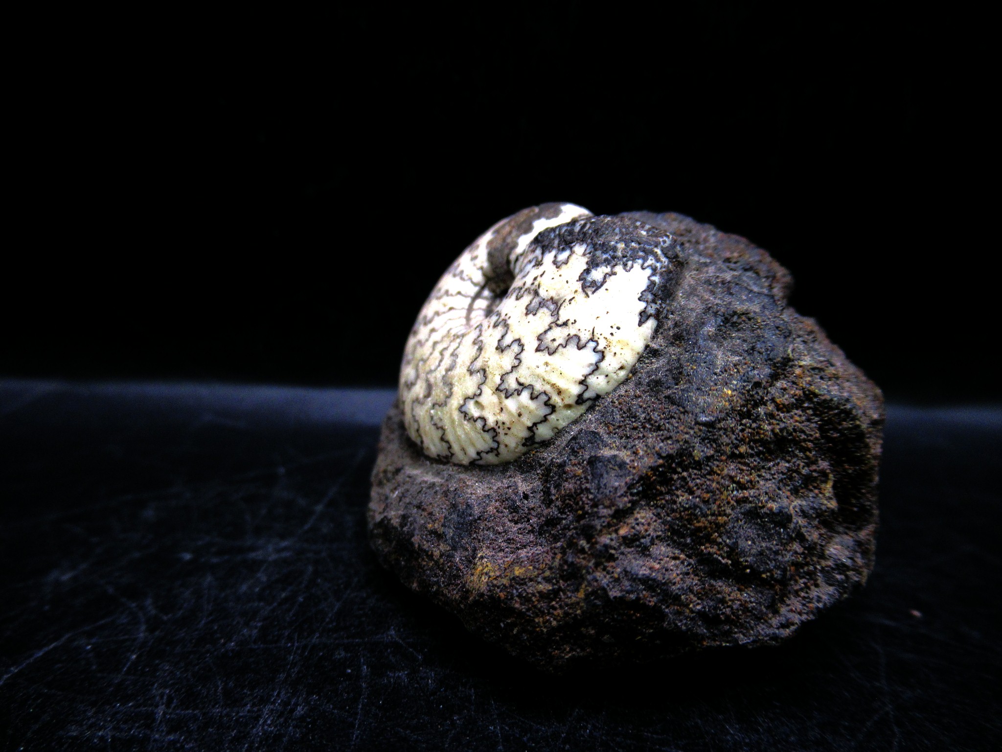 russian jurassic craspedites ammonite 22b | Fossils for Sale