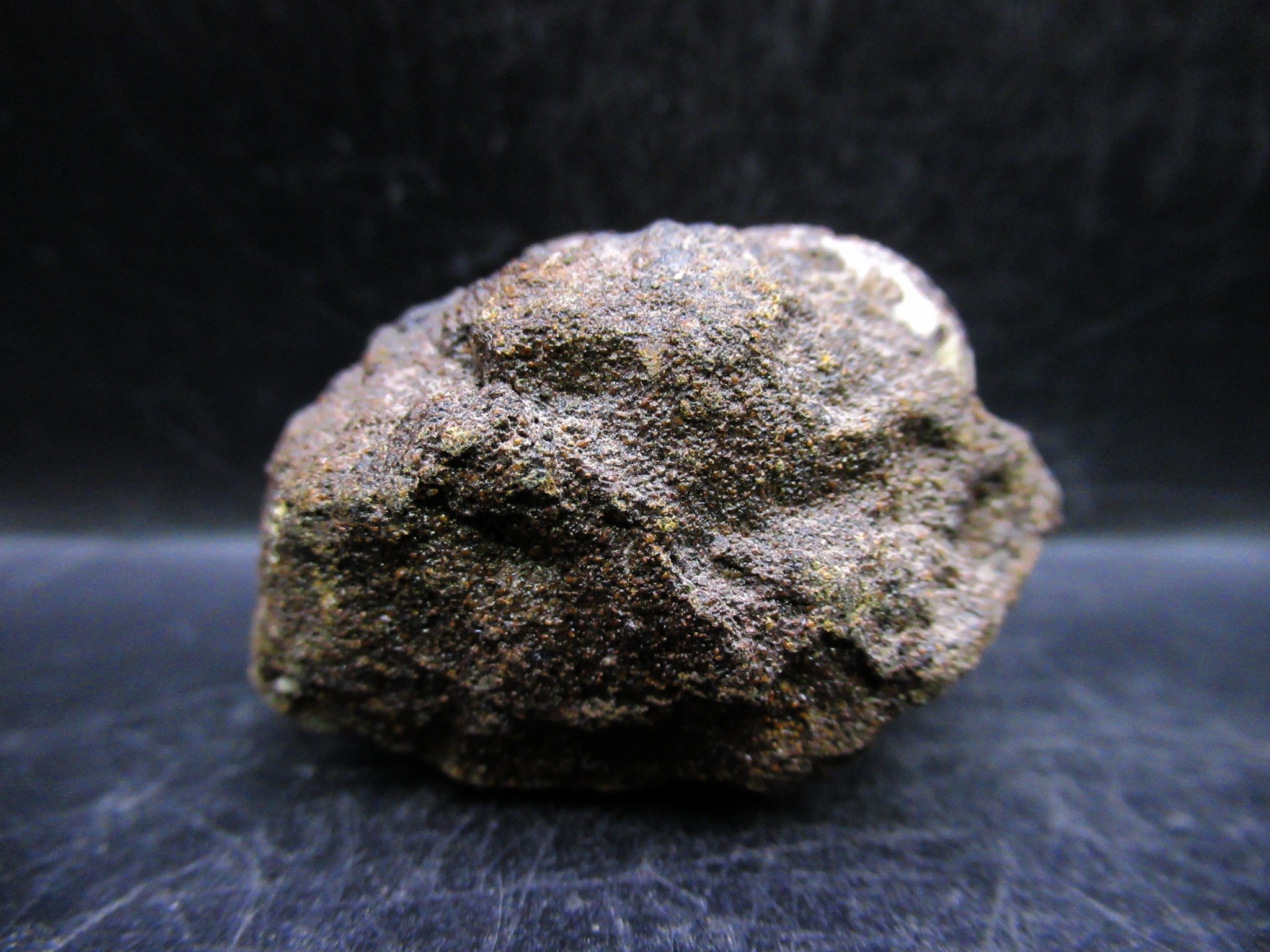 russian jurassic craspedites ammonite 22c | Fossils for Sale