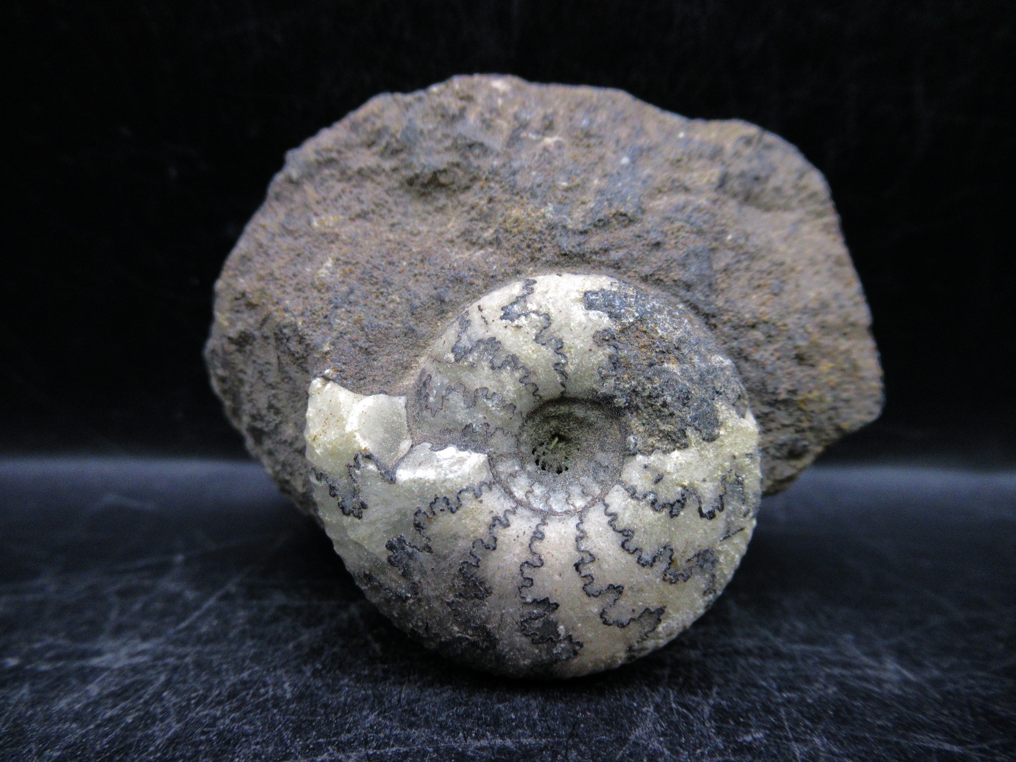russian jurassic craspedites ammonite 23 | Fossils for Sale
