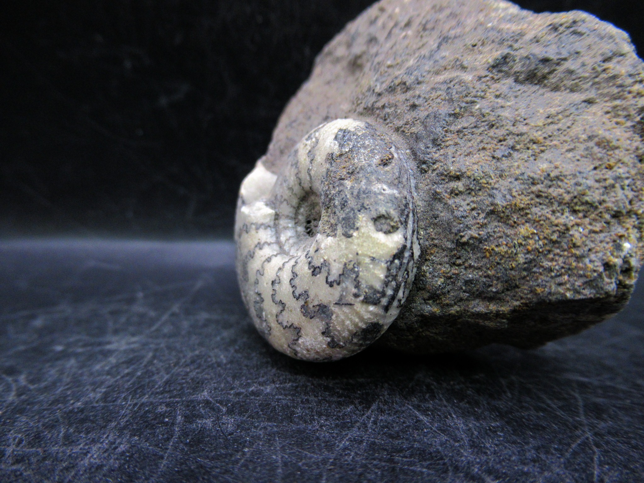 russian jurassic craspedites ammonite 23a | Fossils for Sale